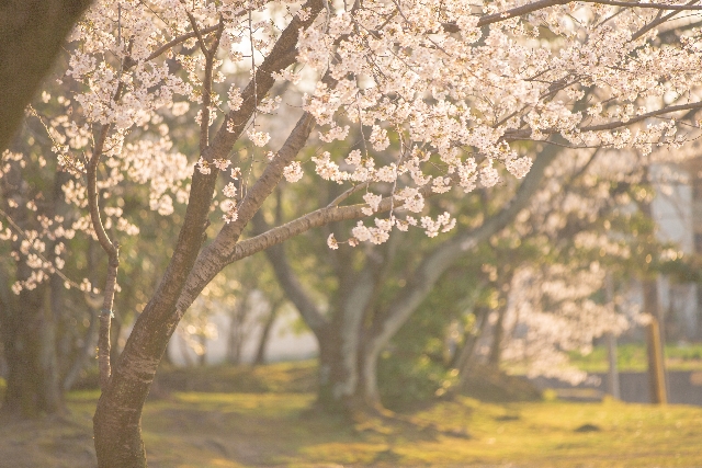 お花見