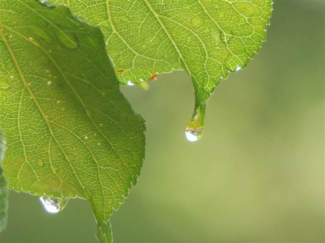 雨