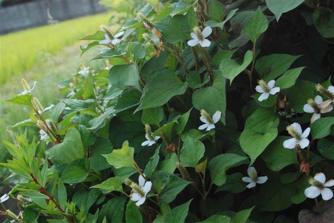 どくだみ軟膏の作り方 虫刺されやアトピーのかゆみにも