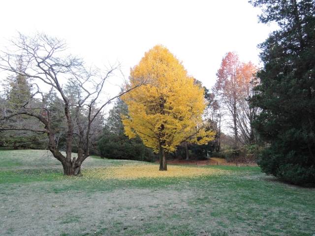 昭和記念公園